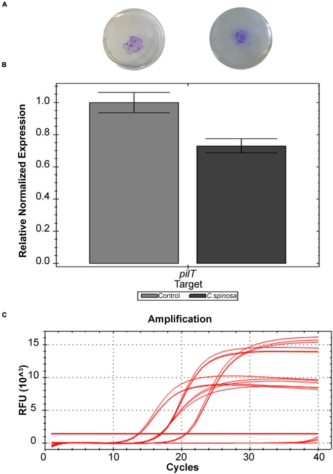 FIGURE 2