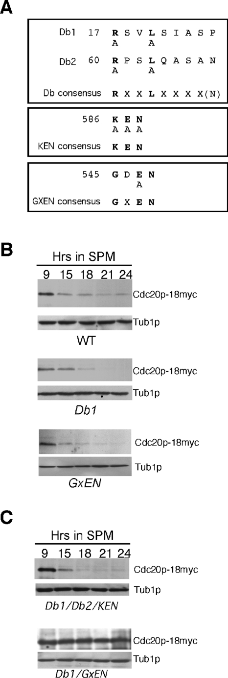 FIGURE 5: