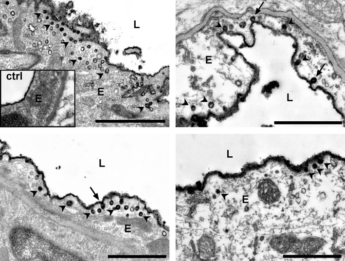 Fig. 5