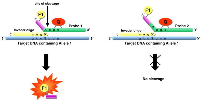 The Invader® assay for SNP genotyping - PMC