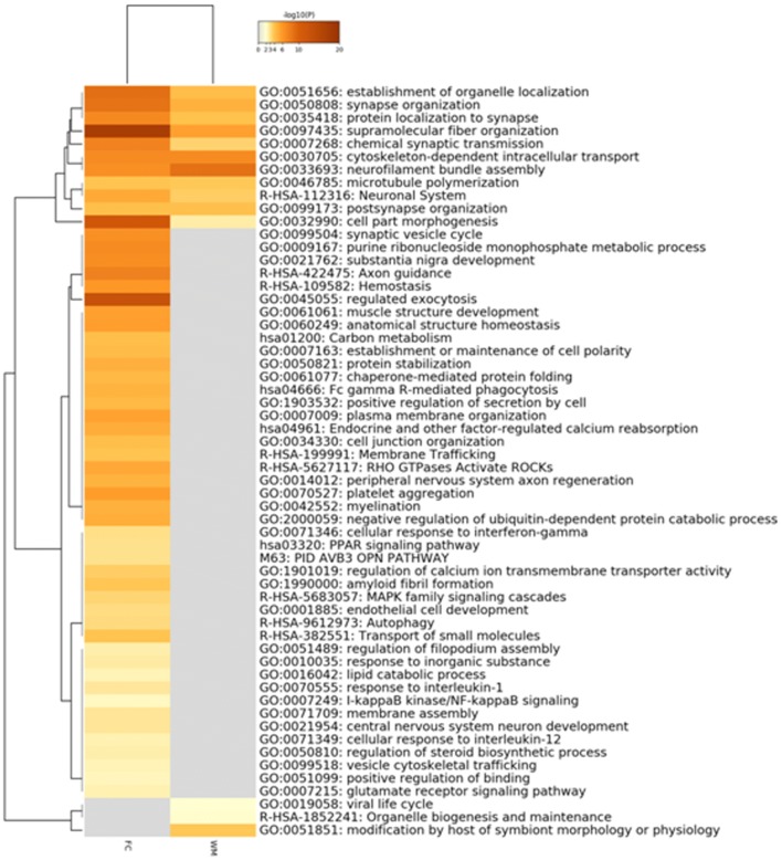 Fig. 7