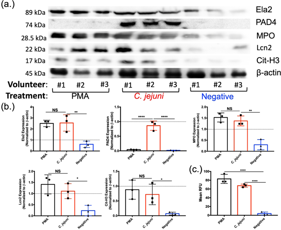 Figure 3: