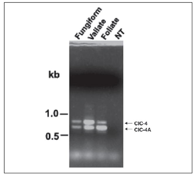 FIGURE 3