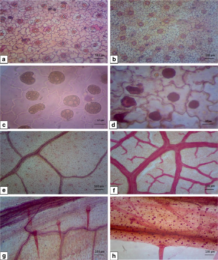 Fig. 8