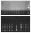 Fig.1