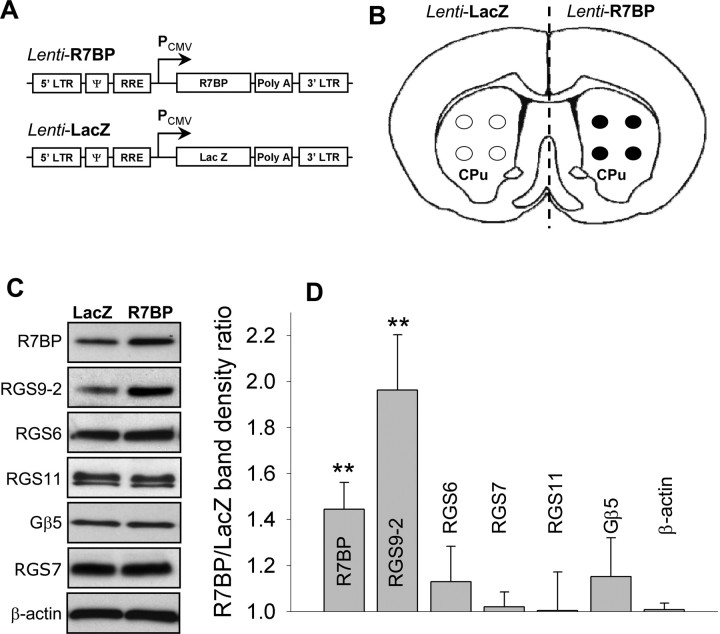 Figure 5.