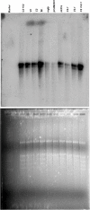 figs2