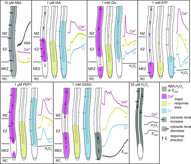 Figure 11.