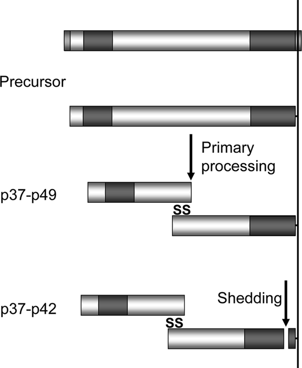 FIG. 7.