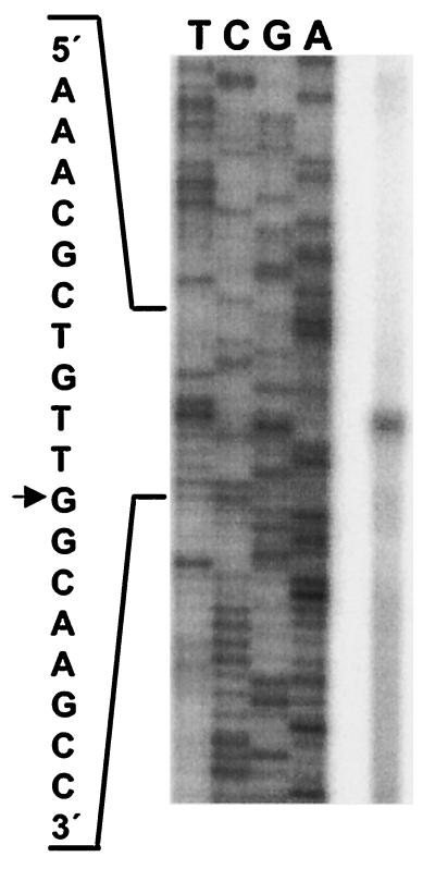 FIG. 5.