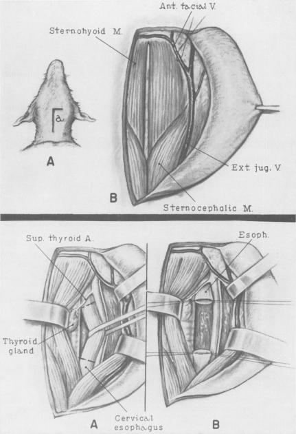 Fig. 1A (upper)., Fig. 2A (lower).