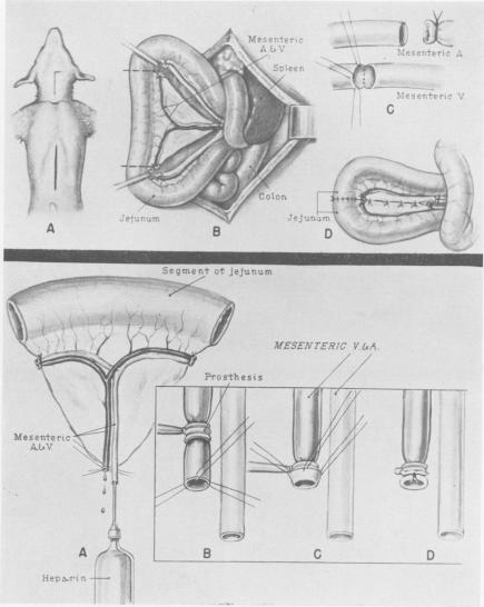 Fig. 3A (upper)., Fig. 4A (lower).