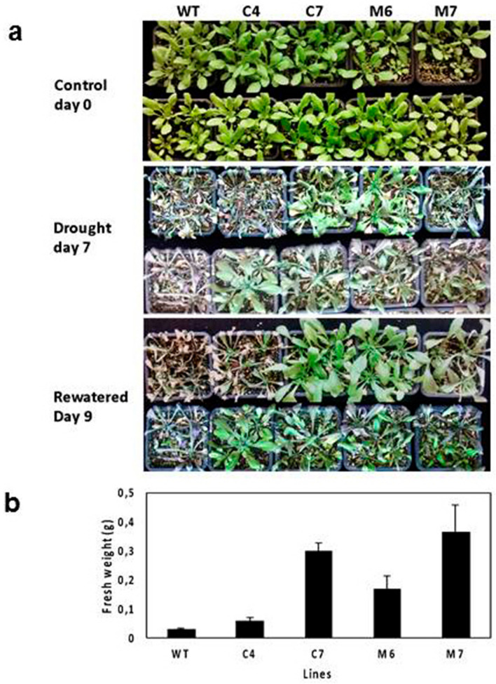 Figure 5