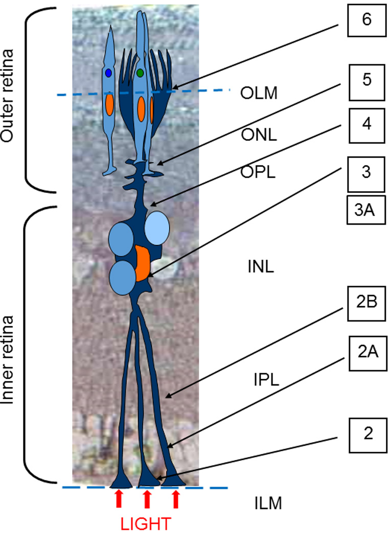 Fig. 1