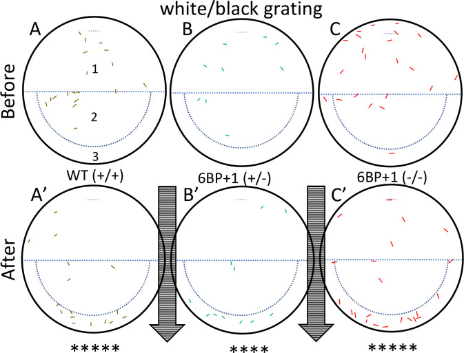 Fig 11