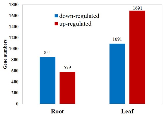 FIGURE 1