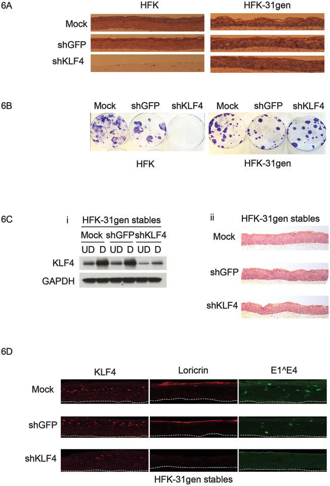 Fig 6