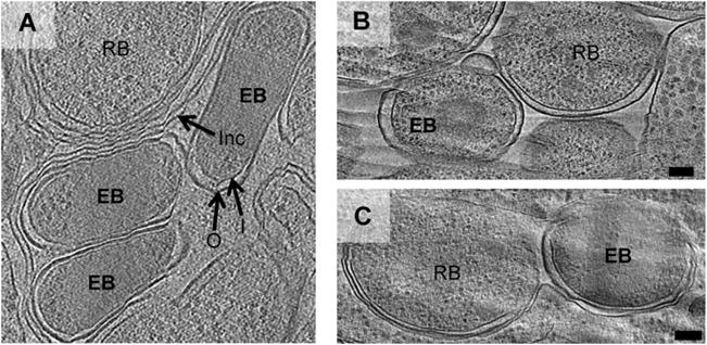 Fig. 5