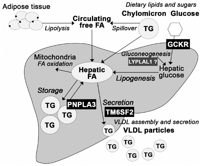 Figure 3.