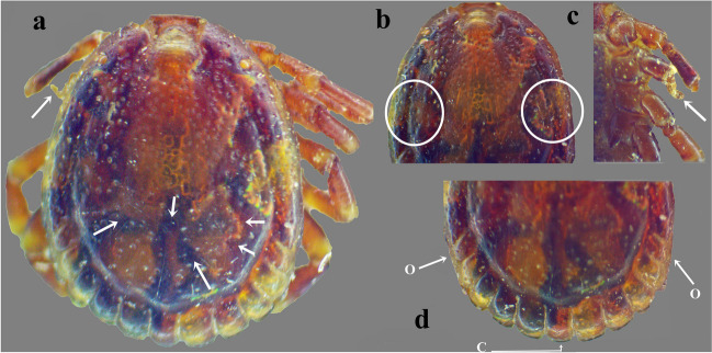 Fig. 3