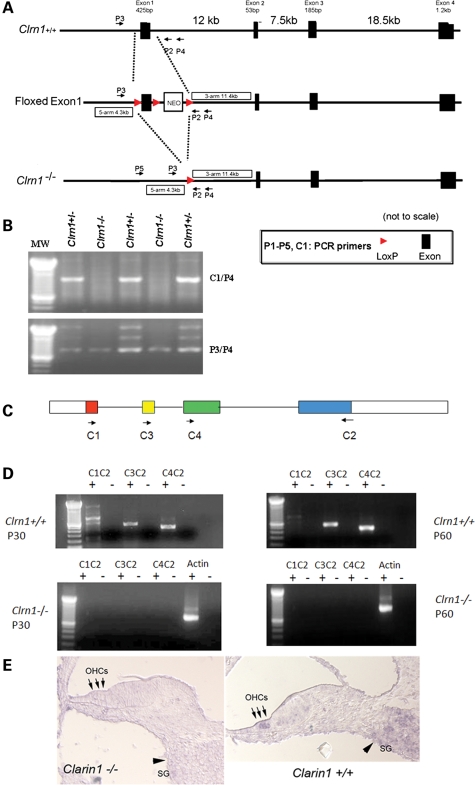 Figure 3.