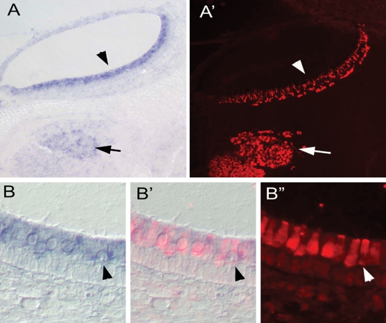 Figure 2.