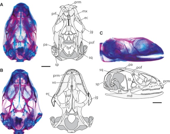 Fig. 8