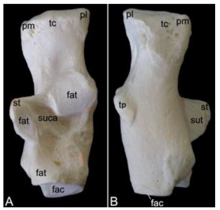 Figure 31