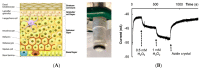 Figure 36