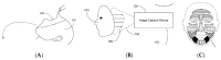 Figure 38