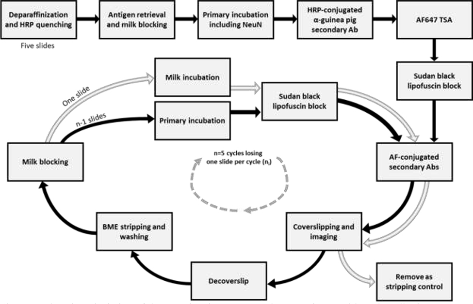 Figure 1: