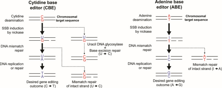 FIGURE 4