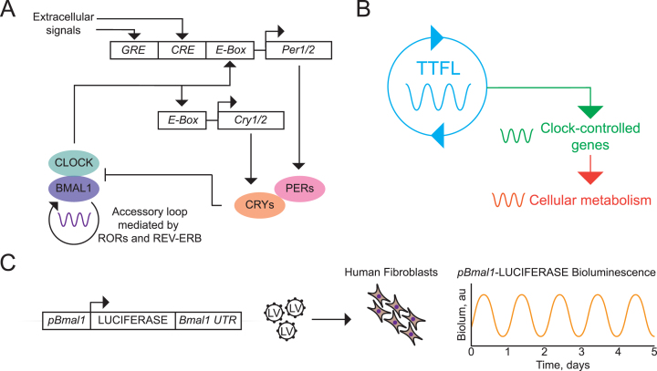 Fig. 3