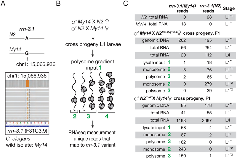 Figure 1: