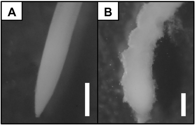 Fig 5