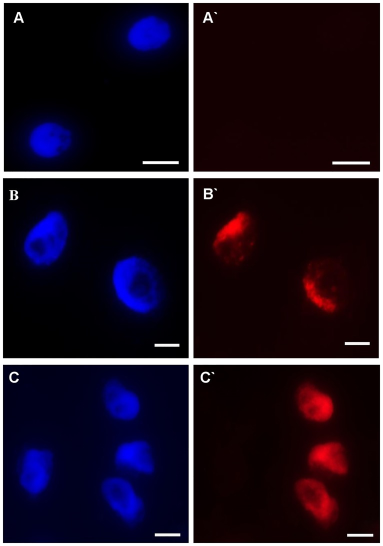 Fig 12