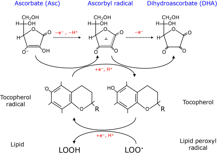 Fig. 1.