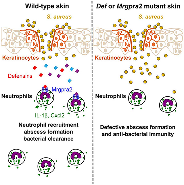 Keratinocyte-derived defensins activate neutrophil-specific receptors ...