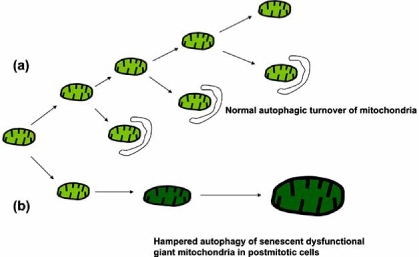 Fig. (3)