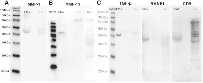 Figure 6