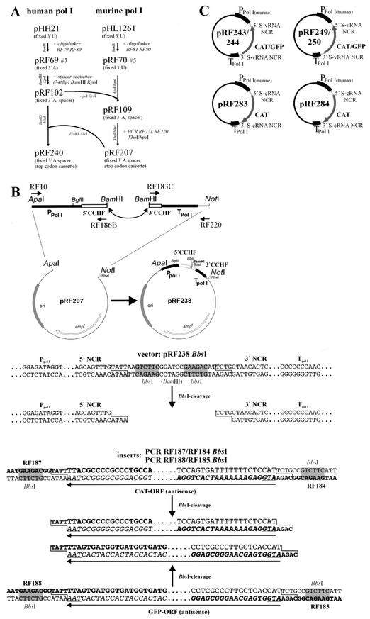 FIG.1.