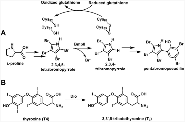 Scheme 1.