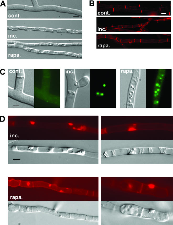 FIG.4.