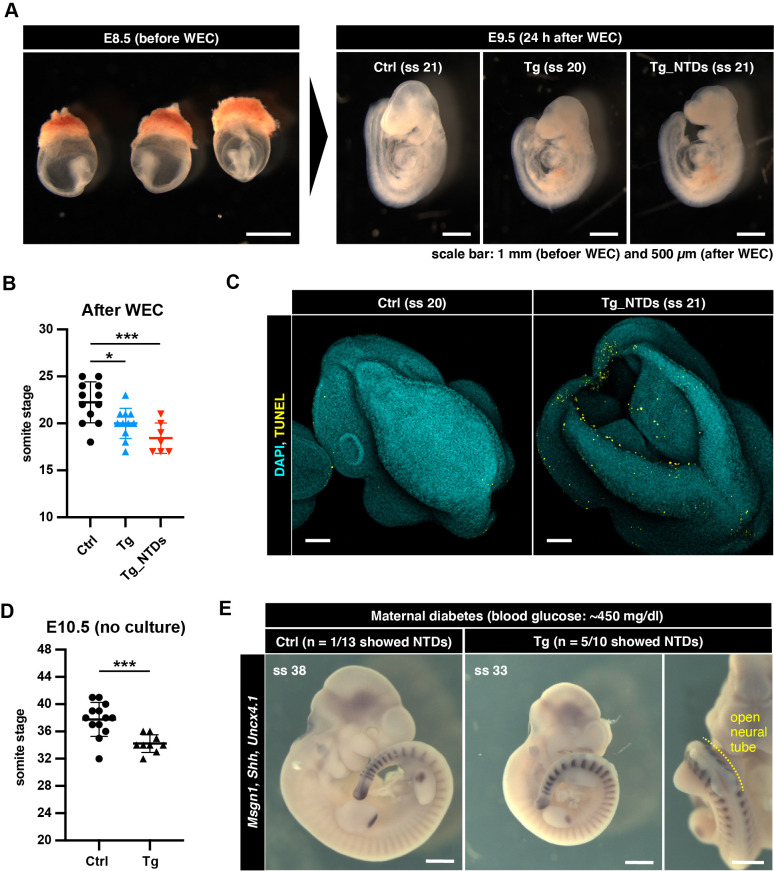 Figure 4—figure supplement 1.