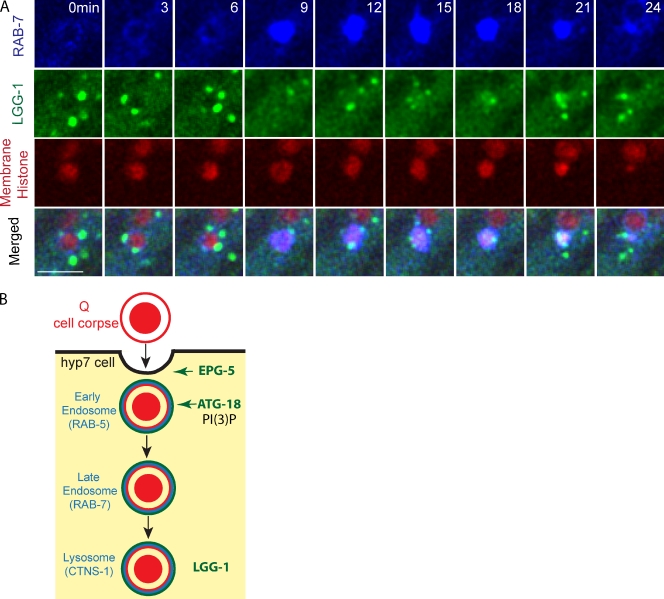 Figure 5.