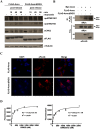 Figure 2—figure supplement 1.