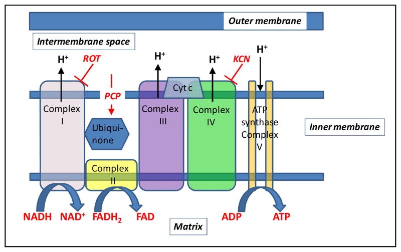 Fig. 2