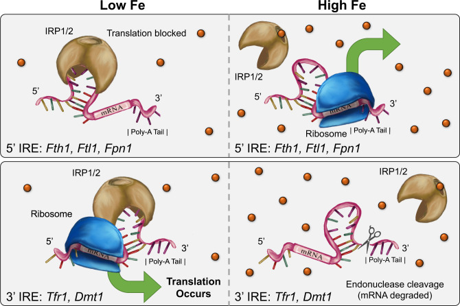 Figure 4—figure supplement 1.