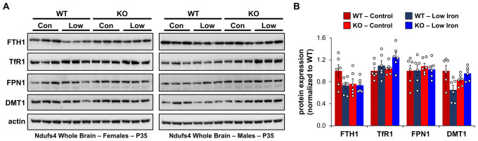 Figure 4—figure supplement 2.