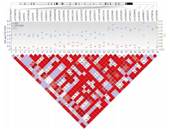 Top panel indicates gene structure. Middle panel shows the selection test results (<italic>F</italic><sub>ST</sub>, iHS, and XP-EHH). Bottom panel displays the linkage disequilibrium (LD) map of 34 variants.